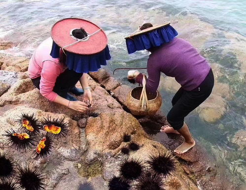 南澳海膽粽入選 圳品 成 深圳手信